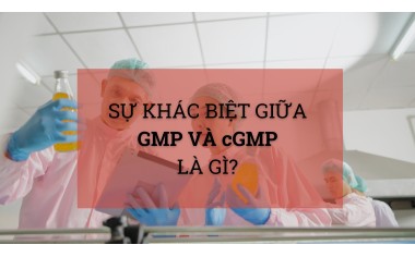Sự khác biệt giữa GMP và cGMP là gì?